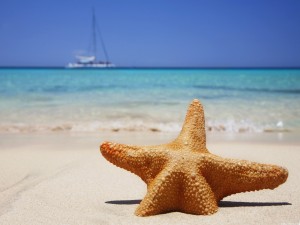 Estrella de mar sobre la arena de una playa