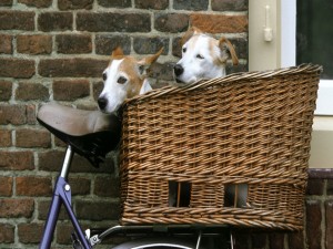 Dos perros en la cesta de una bicicleta