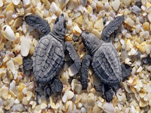 Dos pequeñas tortugas