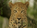 Cara a cara con un leopardo