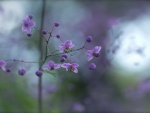 Un ramita con hermosas flores color púrpura