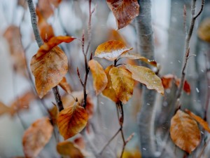 Postal: Copos de nieve sobre las hojas otoñales
