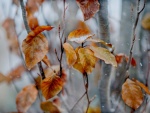 Copos de nieve sobre las hojas otoñales