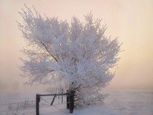 Postal: Árbol en una mañana de invierno