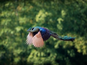 Postal: Un pavo real volando