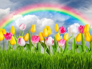 Espléndido arco iris sobre unos tulipanes