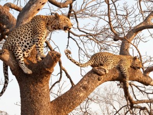 Postal: Leopardos sobre las ramas de un árbol