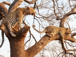 Leopardos sobre las ramas de un árbol