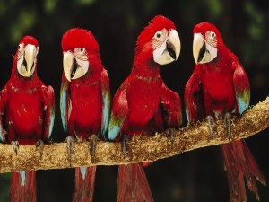 Postal: Cuatro guacamayos rojos sobre una rama