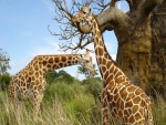 Dos jirafas junto a un árbol