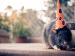 Una rata con un gorro de fiesta