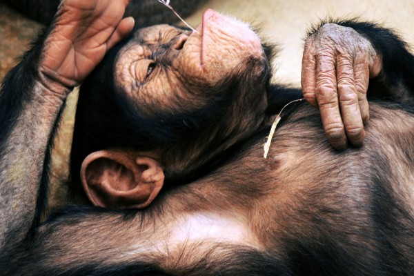 Un chimpancé descansando