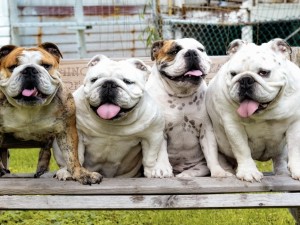 Cuatro perros con la lengua fuera sobre un banco