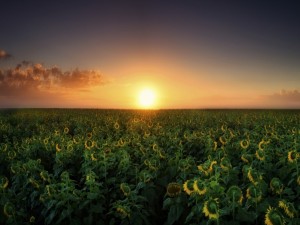 Puesta de sol en un campo sembrado con girasoles