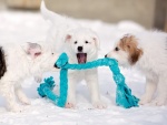 Traviesos perritos blancos divirtiéndose en la nieve