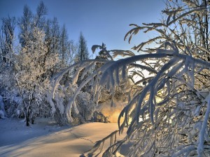 Los tibios rayos del sol penetran entre los árboles cubiertos de nieve