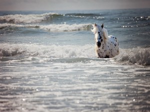 Un bello caballo trotando entre las olas