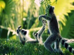 Dos lémures peleando