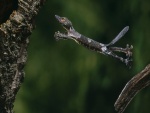Un lagarto saltando al árbol