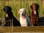Tres perros en una barca con la lengua fuera
