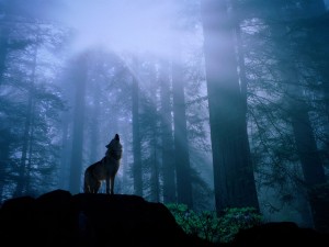 Postal: Un lobo aullando en el interior del bosque