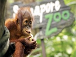 Pequeño orangután en un zoo