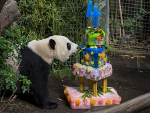 Oso panda junto a su gran tarta de cumpleaños