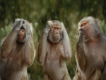 Tres monos chistosos