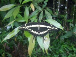 Mariposa posada en una hoja (Cataratas del Iguazú)
