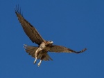 Un halcón en pleno vuelo