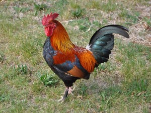 Postal: Un vistoso y colorido gallo sobre la hierba