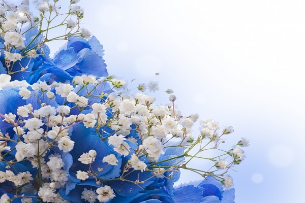 Hortensias azules y pequeñas flores blancas