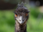 La cara de un emú común (Dromaius novaehollandiae)