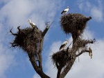 Cigüeñas blancas sobre sus nidos
