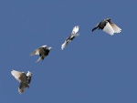 Palomas en vuelo mostrando diferentes fases de movimiento