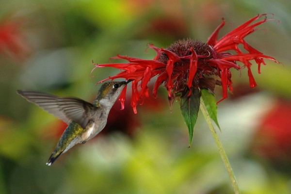 Hembra colibrí garganta rubí bebiendo el néctar de una flor