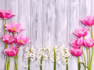 Tulipanes y jacintos sobre una pared