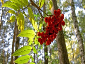 Bayas rojas en la rama de un árbol