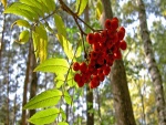 Bayas rojas en la rama de un árbol