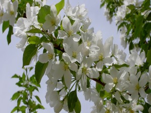 Postal: Rama cubierta de flores blancas y hojas