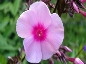 Flor rosa con el centro fucsia