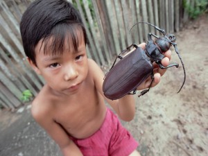 Niño sosteniendo un escarabajo titán (Titanus giganteus)