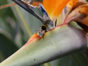 Abeja y escarabajo sobre una flor ave del paraiso