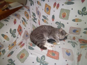 Postal: Un gato sobre el mando de la tele