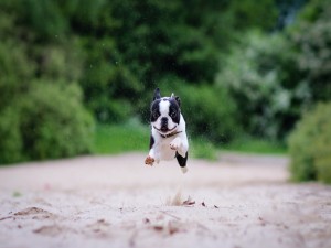 Pequeño perro saltando al correr