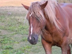 Un caballo marrón con larga melena