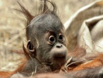 Un orangután bebé