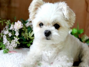 Un lindo perro de color blanco