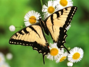 Gran mariposa sobre unas margaritas blancas