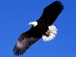Águila volando en libertad